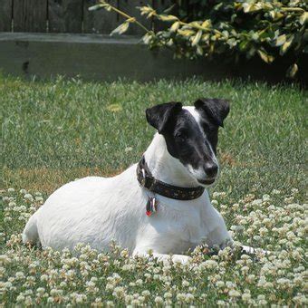 Teacup Smooth Fox Terrier Puppies For Sale in California, CA