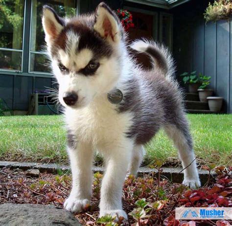 Chiot husky a adopter