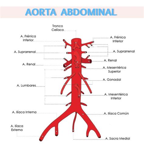 La aorta abdominal con sus ramas colaterales y terminales. | Aorta abdominal, Tronco celíaco ...