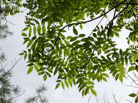 How to Grow and Care for Black Ash Tree