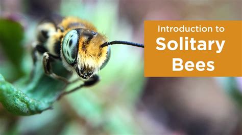 Introduction to Solitary Bees - YouTube