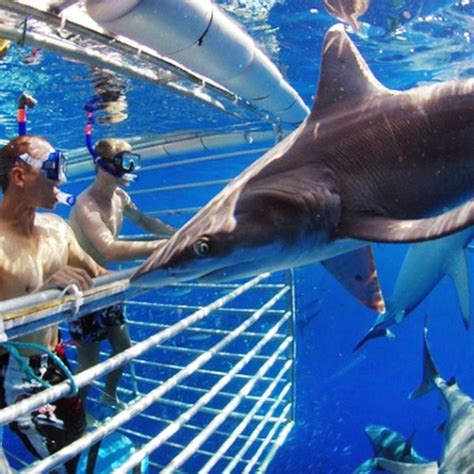 Shark Diving Adventure Tour Hawaii - SeeCurrents