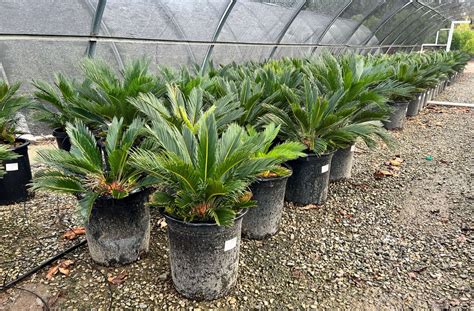 Cycas revoluta - Devil Mountain Wholesale Nursery