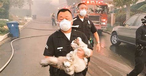 How to help animals affected by the California wildfires