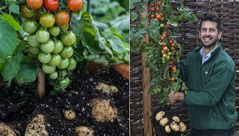 How To Graft A Potato & Tomato Plant Together… – Eco Snippets