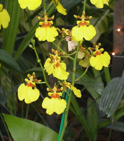 Flowers: Oncidium