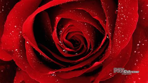 Beautiful Red Roses - Roses Photo (34610966) - Fanpop