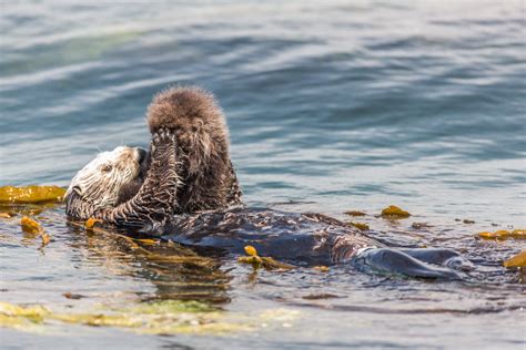 A newborn baby Sea Otter, Enhydra lutris, Morro Bay | Flickr