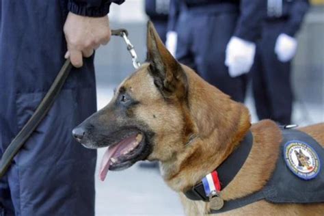 Diesel the Belgian Malinois Police Dog | Australian Dog Lover