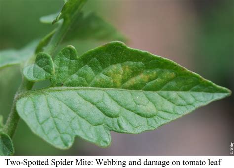 Spider mite damage tomato | Vegetable & Fruit Insect Pest Management