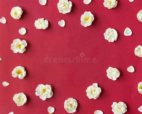 White Flowers Roses and White Heart Petals on a Red Paper Background ...