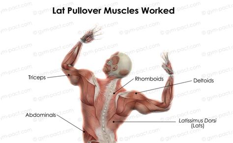 Lat Pullover: How To, Muscles Worked, Variations, And More