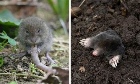 Voles vs Moles: What are the Differences? - Smith's Pest Management