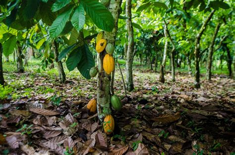 Concerns raised over farmer payments for cocoa sector - Confectionery Production