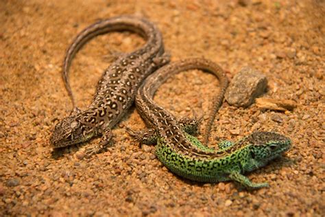 Love among Lizards (Explore 2015-04-07) | The male is green … | Flickr