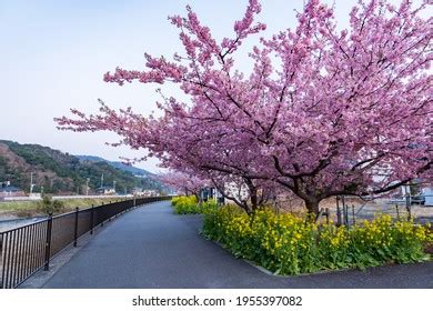 Kawazu Cherry Blossom Izu Stock Photo 1955397070 | Shutterstock