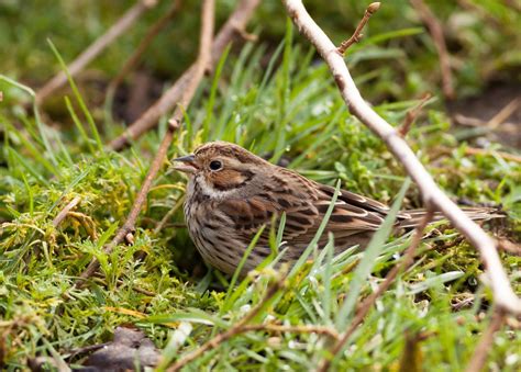 Pixie Birding: Little Bunting gives great views in Cardiff