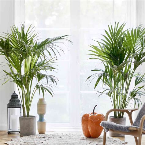 Tall Indoor Floor Plants to Make a Statement