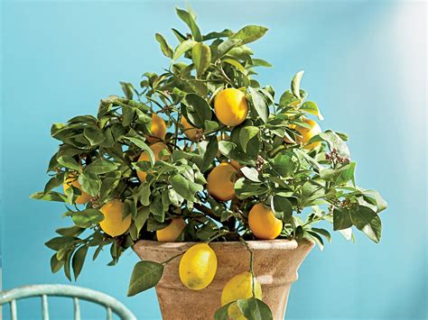 How To Plant And Keep An Indoor Lemon Tree From Just 1 Lemon Seed