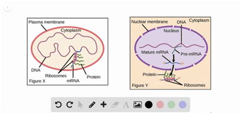 Gene Regulation | Biology for AP Courses | Numera…