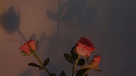 Rose Aesthetic Laptop Wallpapers - Top Free Rose Aesthetic Laptop ...