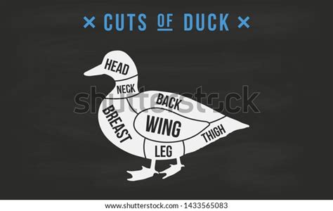 Cuts Meat Duck Cuts Butchers Guide Stock Vector (Royalty Free) 1433565083 | Shutterstock