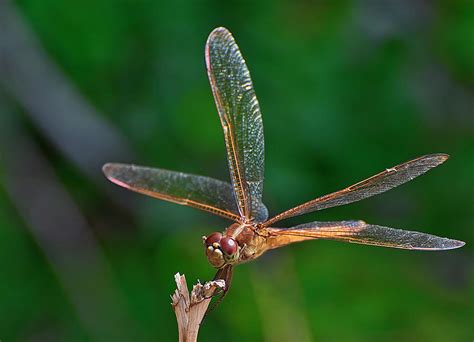 Dragonfly Closeup Photograph by TJ Baccari - Fine Art America