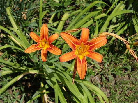 My Daylily Is Out Of Control - How To Get Rid Of Daylilies