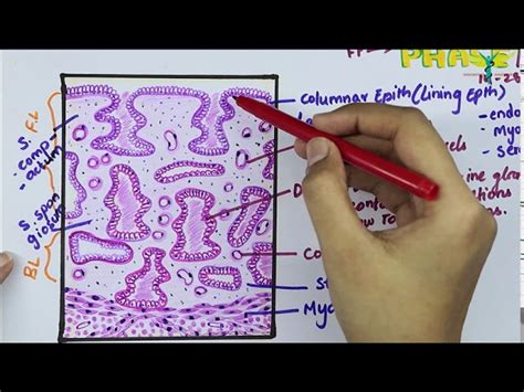 Uterus Histology Secretory Phase