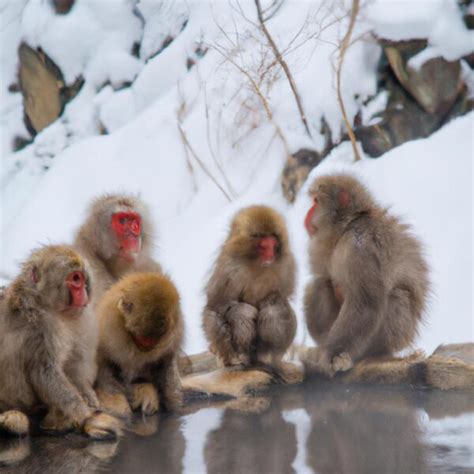 Snow Monkey Hokkaido: A Guide to Witnessing the Wild Beauty of Japan's Winter Wonderland - TooLacks