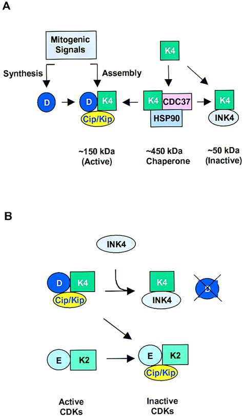 CDK inhibitors: positive and negative regulators of G1-phase progression