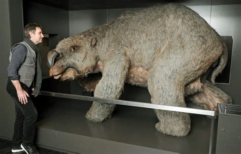 Fossil huter's enormous mega-wombat cemetery