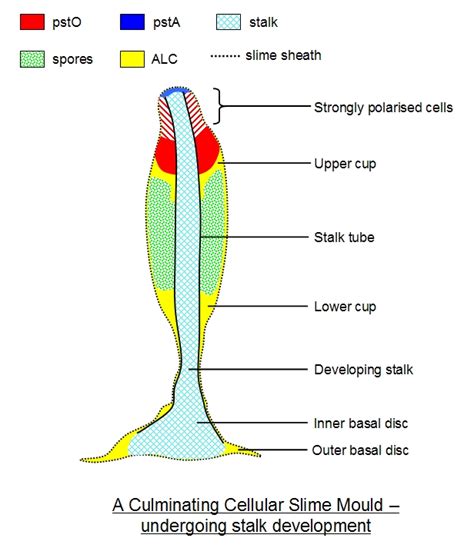 Slime Mold Cell Diagram