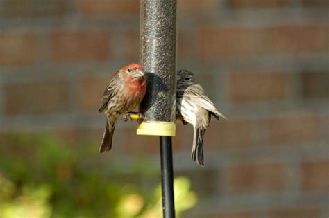 House finches | Finch, Bird, Animals