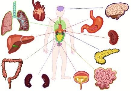 Organs — Definition & Overview - Expii