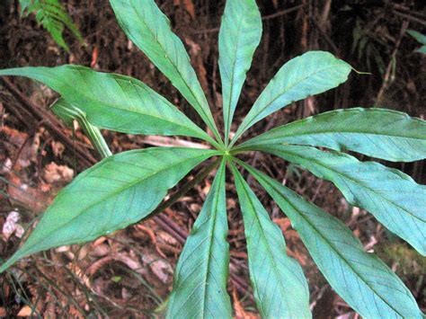 Arisaema (Araceae) image 26378 at PhytoImages.siu.edu