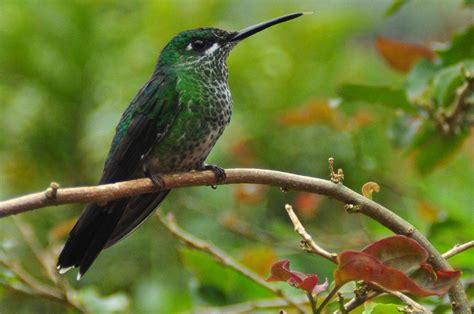 A Tree Falling: La Paz Waterfall Gardens: Hummingbirds