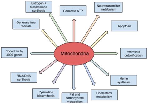 What is Mitochondrial Dysfunction? - Tempo Bioscience