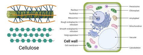 What is Cell wall made up of ? - CBSE Class Notes Online - Classnotes123