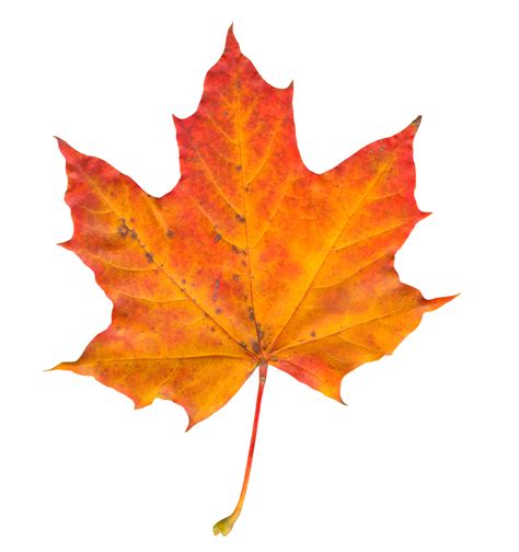 Autumn Leaf PNG Image | Fall leaves png, Fall leaves images, Leaf images