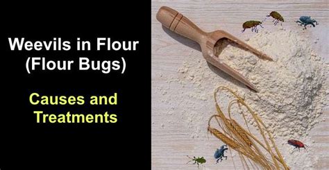 Weevils in Flour (Flour Bugs): Causes and Treatments