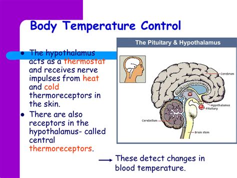 Regulation Of Body Temperature Ppt