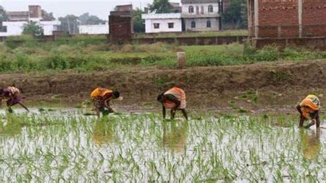 Land on lease will be given for higher production of seeds in Bihar: Minister - Hindustan Times