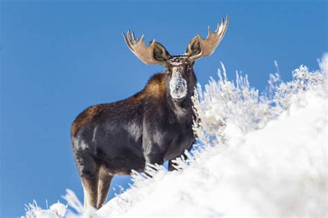 SNOW FACED MOOSE, Moose in Snow, Wildlife Photography by Rob Daugherty ...