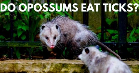 Do Opossums Eat Ticks? – Stop Ticks