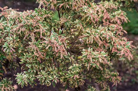 How to Grow and Care for Japanese Pieris