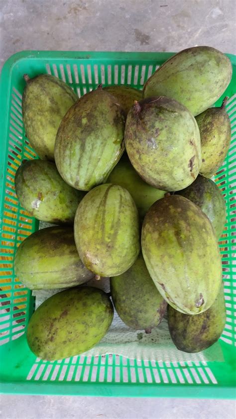 Warisan Petani: Musim Buah Kuini