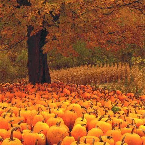 Stunning orange fall glow, from a pumpkin patch in Vermont ~ Photo by ...