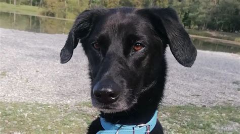 The Belgiador (Belgian Malinois Labrador Mix) - LabraJoy