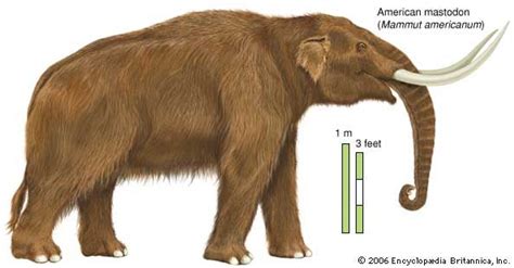 Pliocene Epoch | geochronology | Mammals, Mastodon, Prehistoric wildlife